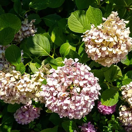 Apartament Paradeisos Pelion *